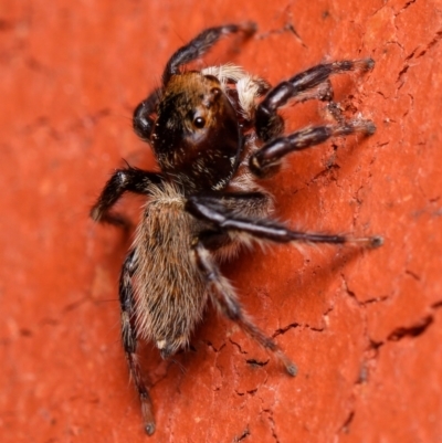 Maratus griseus (Jumping spider) at Downer, ACT - 5 Dec 2023 by RobertD