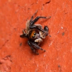 Maratus griseus at Downer, ACT - 6 Dec 2023