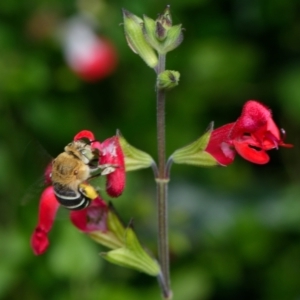 Amegilla (Zonamegilla) asserta (Blue Banded Bee) at Downer, ACT by RobertD