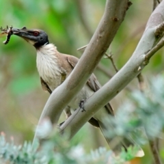 Philemon corniculatus (Noisy Friarbird) at Belconnen, ACT - 7 Dec 2023 by Thurstan