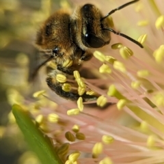 Leioproctus (Leioproctus) amabilis (A plaster bee) at Coombs, ACT - 4 Dec 2023 by Miranda