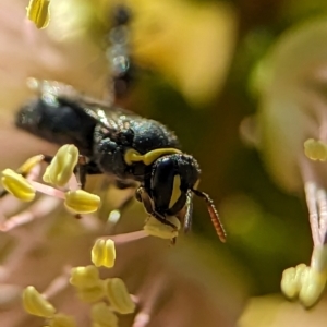 Hylaeus (Gnathoprosopis) euxanthus at Holder Wetlands - 4 Dec 2023