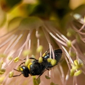 Hylaeus (Gnathoprosopis) euxanthus at Holder Wetlands - 4 Dec 2023