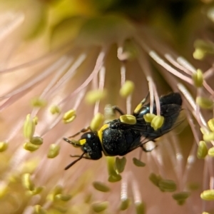 Hylaeus (Gnathoprosopis) euxanthus at Holder Wetlands - 4 Dec 2023