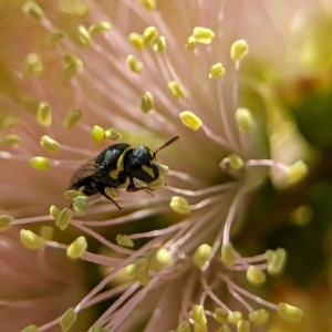 Hylaeus (Gnathoprosopis) euxanthus at Holder Wetlands - 4 Dec 2023