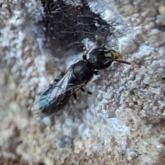 Hylaeus (Prosopisteron) aralis at Holder, ACT - 5 Dec 2023