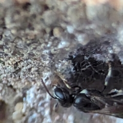 Hylaeus (Prosopisteron) aralis at Holder, ACT - 5 Dec 2023