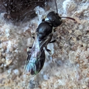 Hylaeus (Prosopisteron) aralis at Holder, ACT - 5 Dec 2023