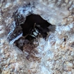 Hylaeus (Prosopisteron) aralis at Holder, ACT - 5 Dec 2023