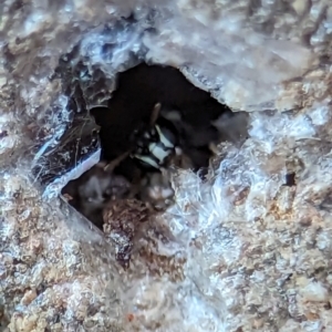 Hylaeus (Prosopisteron) aralis at Holder, ACT - 5 Dec 2023