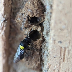 Hylaeus (Hylaeorhiza) nubilosus at Holder, ACT - 5 Dec 2023