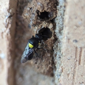 Hylaeus (Hylaeorhiza) nubilosus at Holder, ACT - 5 Dec 2023 12:08 PM