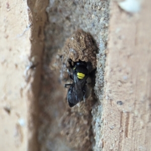 Hylaeus (Hylaeorhiza) nubilosus at Holder, ACT - 5 Dec 2023 12:08 PM