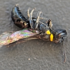 Hylaeus (Prosopisteron) primulipictus (Hylaeine colletid bee) at Holder, ACT - 6 Dec 2023 by Miranda