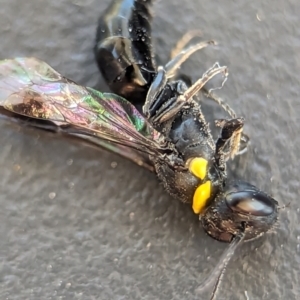 Hylaeus (Prosopisteron) primulipictus at Holder, ACT - 6 Dec 2023 05:39 PM