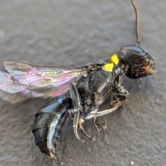 Hylaeus (Prosopisteron) primulipictus at Holder, ACT - 6 Dec 2023 05:39 PM