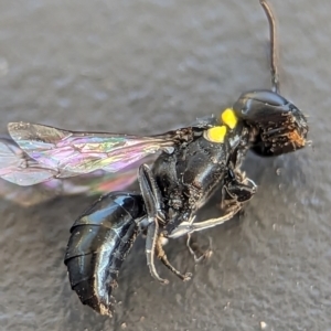 Hylaeus (Prosopisteron) primulipictus at Holder, ACT - 6 Dec 2023