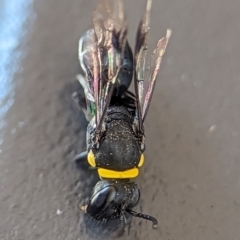 Hylaeus (Prosopisteron) primulipictus at Holder, ACT - 6 Dec 2023 05:39 PM