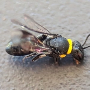 Hylaeus (Prosopisteron) primulipictus at Holder, ACT - 6 Dec 2023