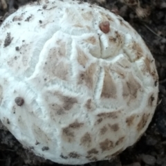zz puffball at Mount Taylor - 5 Dec 2023 by BarrieR