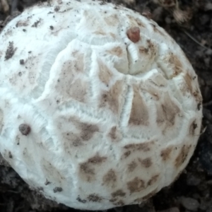 zz puffball at Mount Taylor - 6 Dec 2023