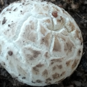 Unidentified Fungus at suppressed by BarrieR