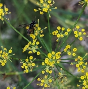 Unidentified Bee (Hymenoptera, Apiformes) at suppressed by Miranda