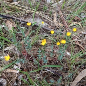 Hypericum gramineum (Small St Johns Wort) at Mount Taylor by BarrieR