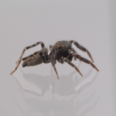 Sondra sp. (genus) by MarkT