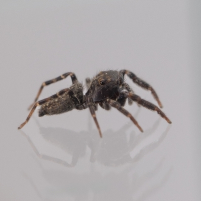 Unidentified Jumping or peacock spider (Salticidae) at Jerrabomberra, NSW - 6 Dec 2023 by MarkT