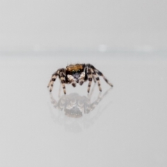 Maratus griseus (Jumping spider) at Jerrabomberra, NSW - 7 Dec 2023 by MarkT