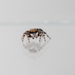 Maratus griseus (Jumping spider) at QPRC LGA - 8 Dec 2023 by MarkT