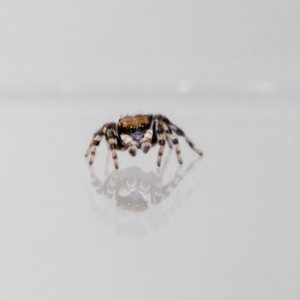 Maratus griseus at QPRC LGA - 8 Dec 2023