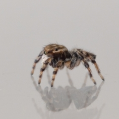 Maratus griseus at QPRC LGA - 8 Dec 2023