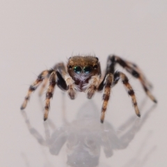 Maratus griseus at QPRC LGA - 8 Dec 2023