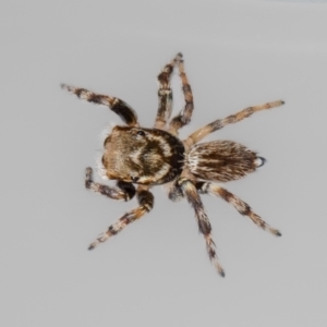 Maratus griseus at QPRC LGA - 8 Dec 2023