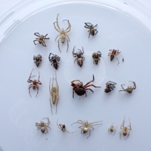 Unidentified Spider (Araneae) at suppressed by CathB
