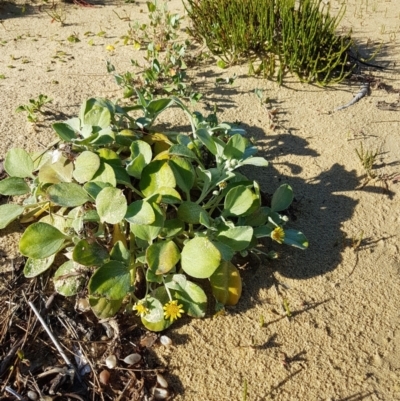 Arctotheca populifolia (Beach Daisy) at Meringo, NSW - 25 Nov 2017 by Steve818