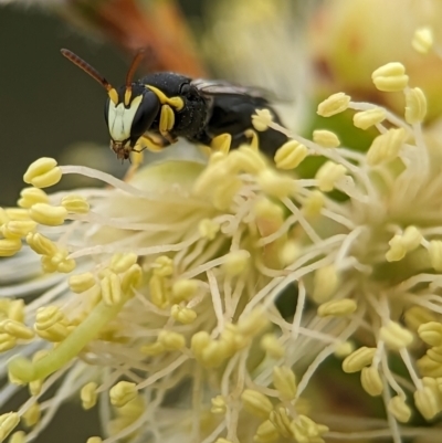 Hylaeus (Gnathoprosopis) euxanthus (Plasterer bee) at Holder Wetlands - 8 Dec 2023 by Miranda