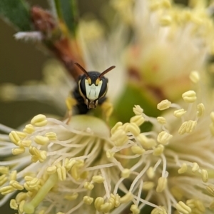 Hylaeus (Gnathoprosopis) euxanthus at Holder Wetlands - 8 Dec 2023