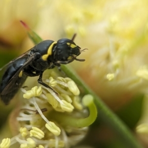 Hylaeus (Gnathoprosopis) euxanthus at Holder Wetlands - 8 Dec 2023