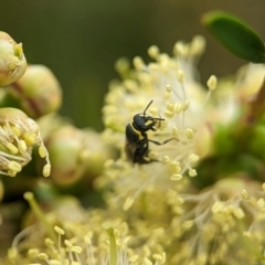 Hylaeus (Gnathoprosopis) euxanthus at Holder Wetlands - 8 Dec 2023