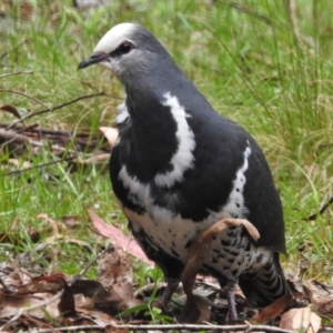 Leucosarcia melanoleuca at Namadgi National Park - 8 Dec 2023