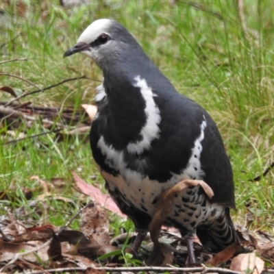 Leucosarcia melanoleuca (Wonga Pigeon) at Namadgi National Park - 8 Dec 2023 by JohnBundock