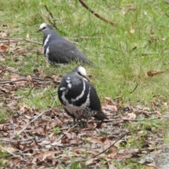 Leucosarcia melanoleuca at Namadgi National Park - 8 Dec 2023