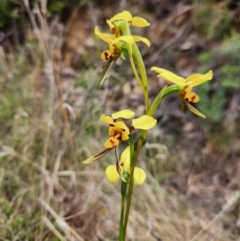 Diuris sulphurea (Tiger Orchid) at Cotter River, ACT - 28 Oct 2023 by Portia