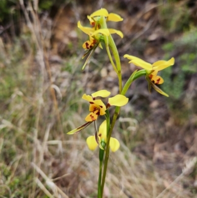 Diuris sulphurea (Tiger Orchid) at Cotter River, ACT - 28 Oct 2023 by Portia
