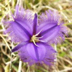 Thysanotus tuberosus subsp. tuberosus (Common Fringe-lily) at Brindabella National Park - 7 Dec 2023 by JohnBundock