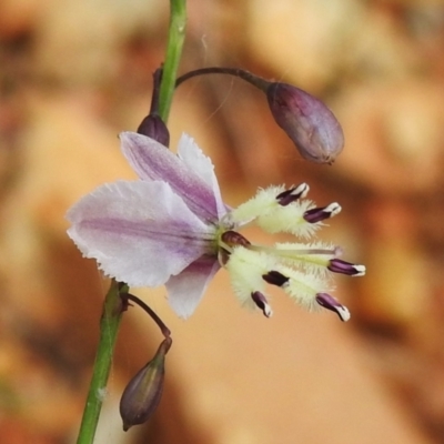 Arthropodium milleflorum (Vanilla Lily) at Brindabella National Park - 7 Dec 2023 by JohnBundock