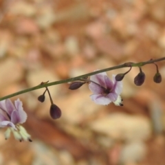 Arthropodium milleflorum at Brindabella National Park - 8 Dec 2023 10:23 AM